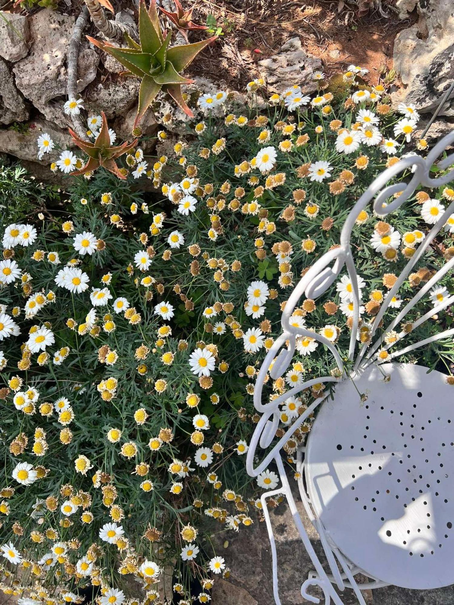 Villa Casa Vacanze Fiore Gallipoli Buitenkant foto